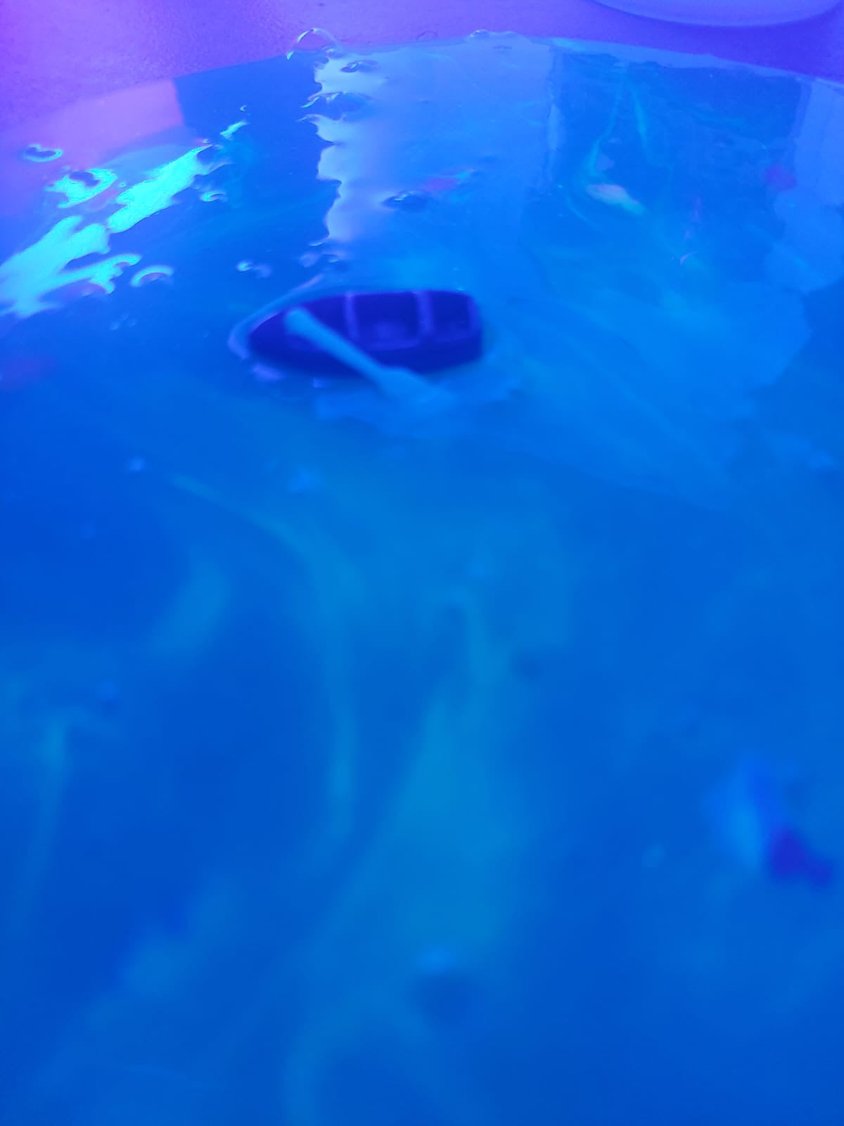 Electric Lagoon